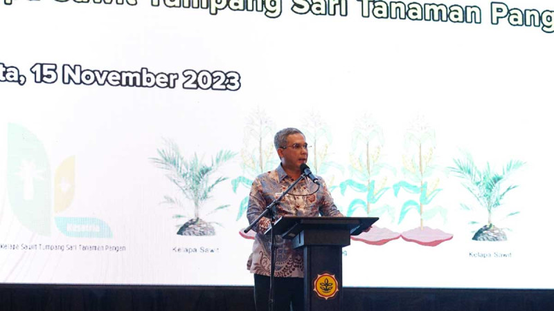 By Kesatria, Ministry of Agriculture Would Boost Corn Production through Intercrops in Palm Oil Plantations