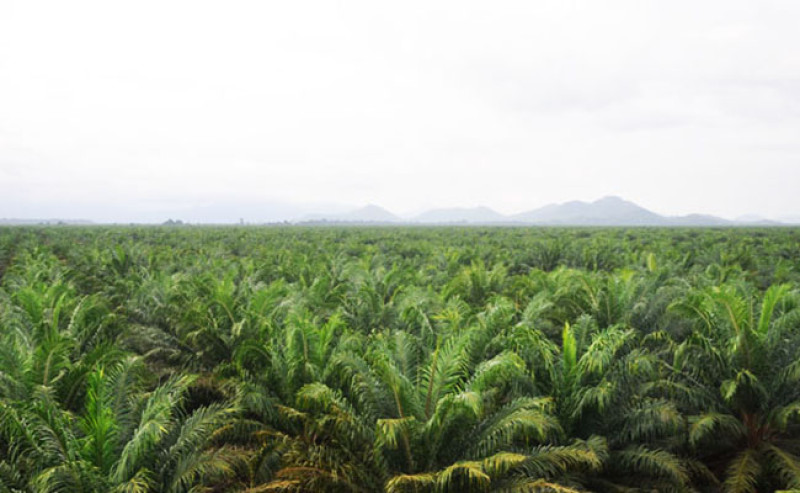 The Conditions that Intercrops in Palm Oil Plantations Would Increase Smallholders’ Income