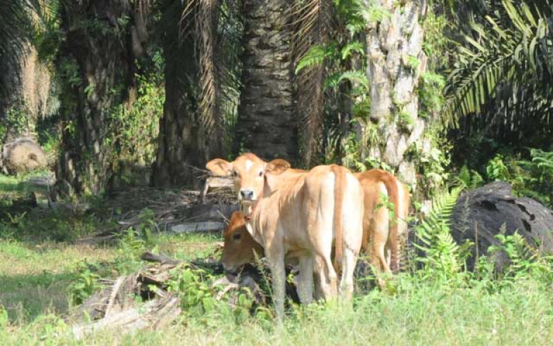 Here are Three Groups of Palm Oil – Cow Integrated Program to know