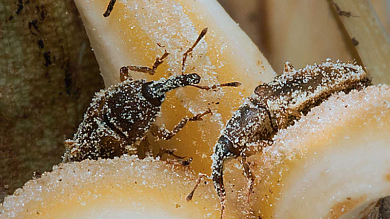 Elaeidobius Beetles’ Role in Oil Palm Pollination Faces New Challenges