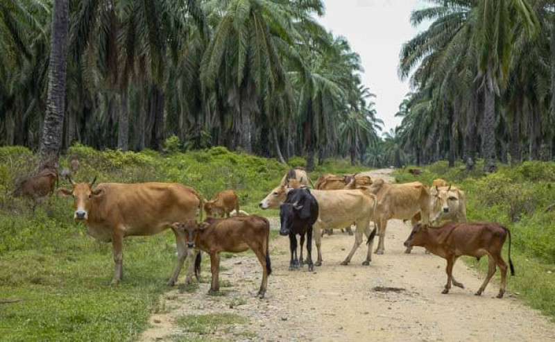 SISKA Program in West Kalimantan: Cattle Population Reaches 2,000, Targeting 1,000 More Annually