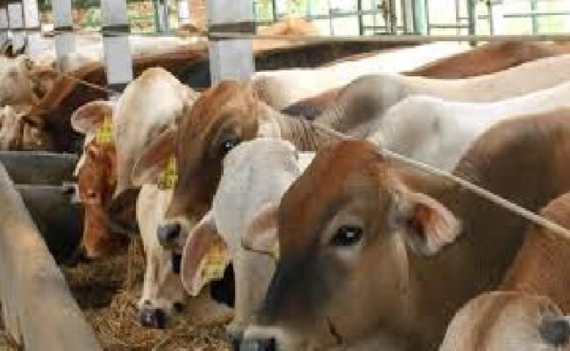 European Soymeal Prices Surge Sharply, EUDR Effects and CBOT Strengthening Pressure Feed Market