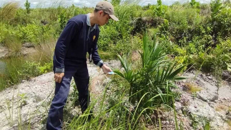 Strengthening Farmer Productivity, South Kalimantan's Disbunnak Evaluates Smallholder Replanting Program in Three Regencies