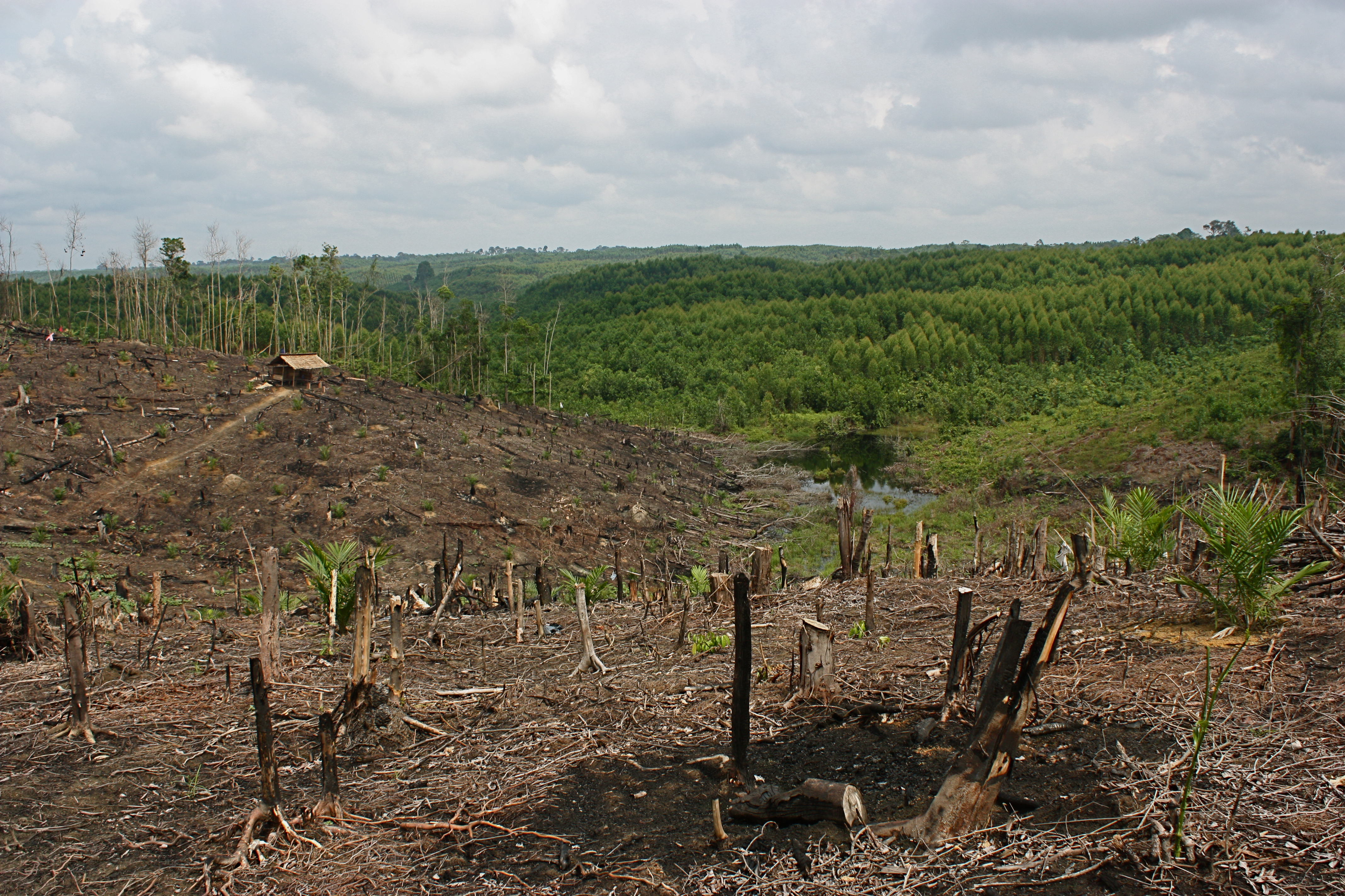 4.933 Hectares Palm Oil in Jambi are Broken  