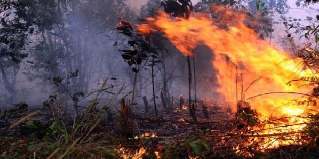 Affected by LFF, Palm oil Farmers in Siak got Indemnity