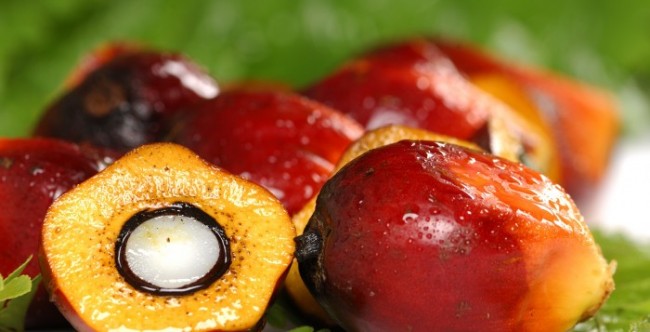 Bio Energy Could Boost CPO Prices