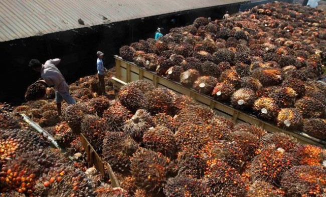 FFB Price in Langkat is Going Better