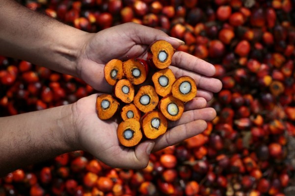 In North Sumatera, There were Still 7 Plantations Owning ISPO