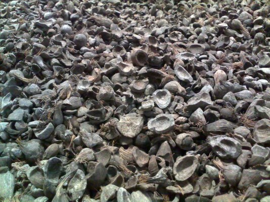 Jambi Exports Palm Kernel to Malaysia and Singapore