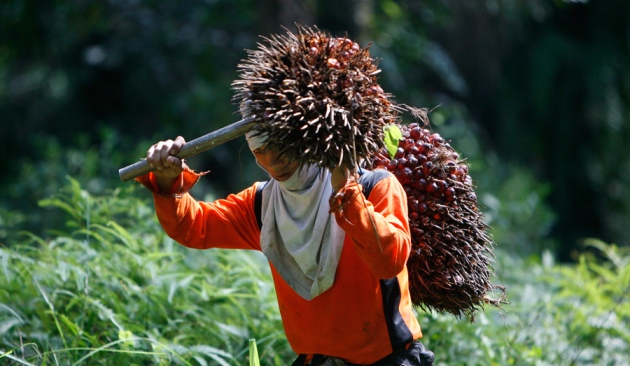 Palm oil Farmers in West Sulawesi Get 8 Millions Per Month