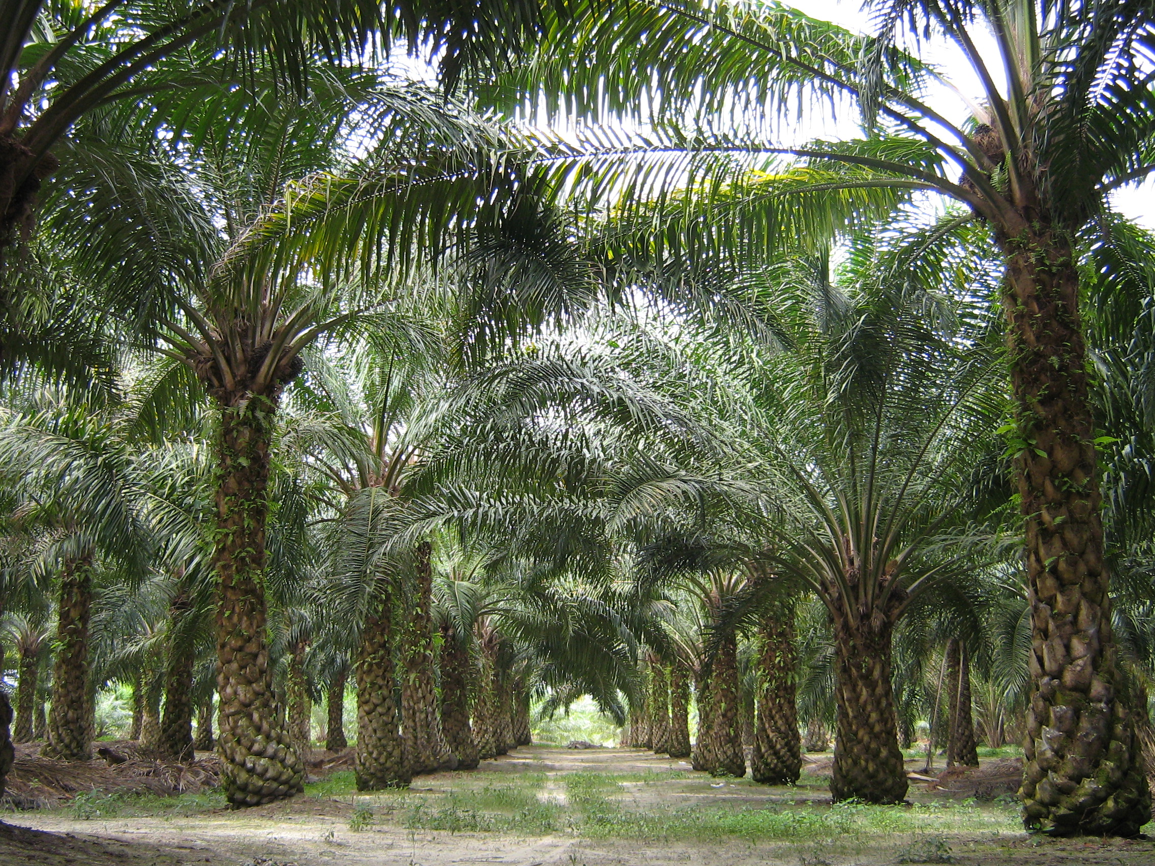 Palm Oil Industries Give Benefits for Indonesia’s Economy 