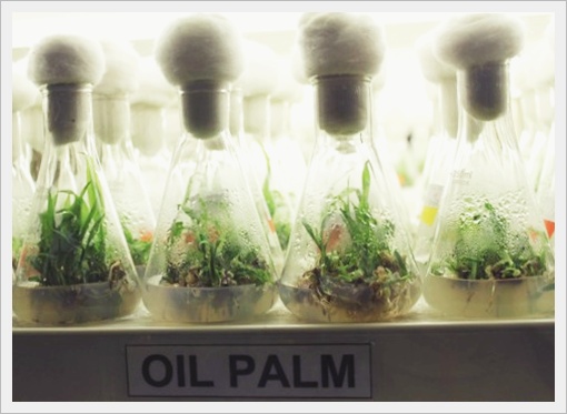 Plantation Agency, Rohil Socialized Palm Oil Breeding