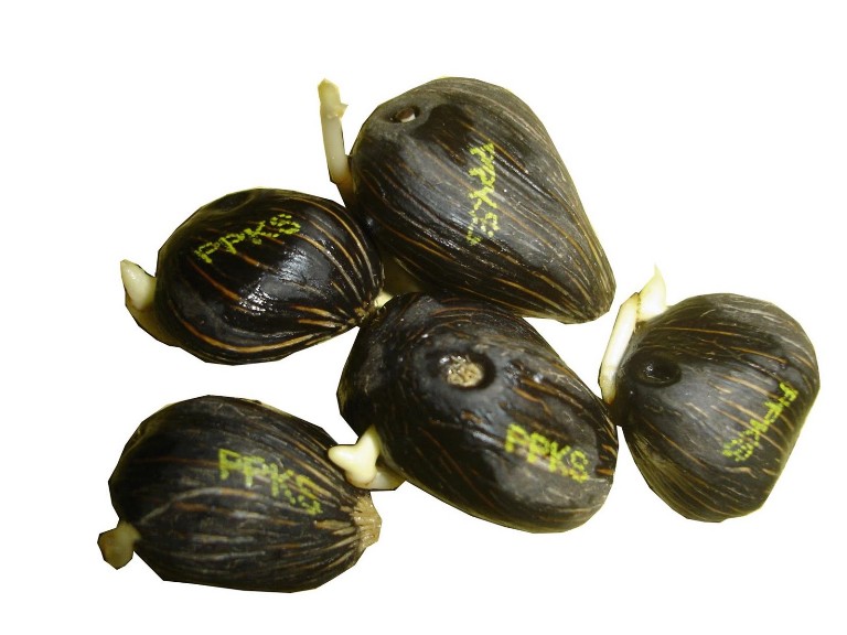 Plantation Agency East Kalimantan Vanished Thousands of Fake Seeds