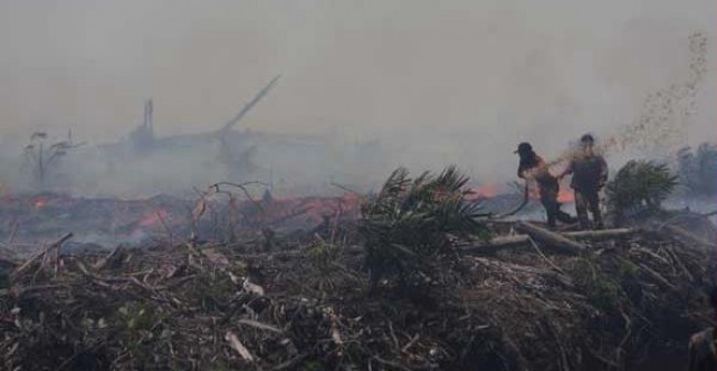 Wildfire Scorch Oil Palm Plantation in Muara Enim