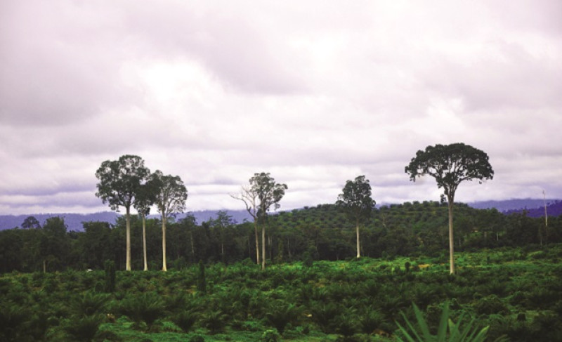 About Palm Oil: Ombudsman Delivered Things for Ministry of Agriculture