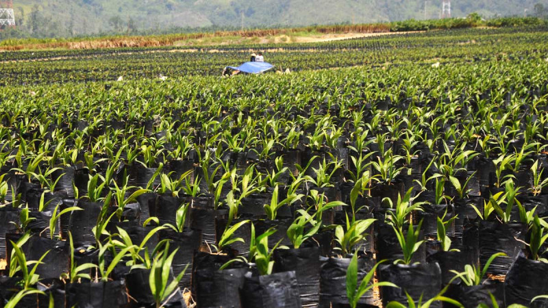 Superior Palm Oil Education and Breeding Centers in Central Kalimantan