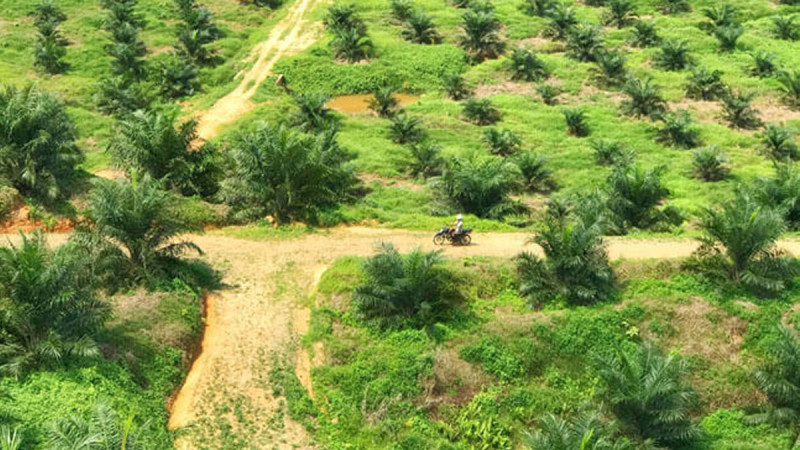 Trapped by Price and Legality, Smallholder Palm Oil Replanting Faces Uphill Battle