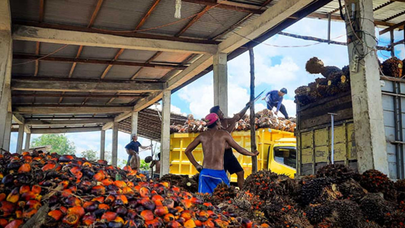 Low Palm Oil Productivity, It's Time for the State to Step In Through Subsidized Fertilizers and Root Technology