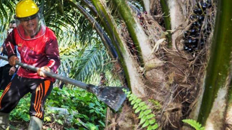 Understanding Leaf Patterns and Counting Fronds on Oil Palm