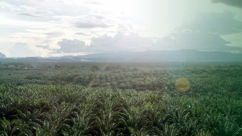 TLDN's Profit Soars 110% in 2025, Capitalizing on Palm Oil Price Increase Momentum