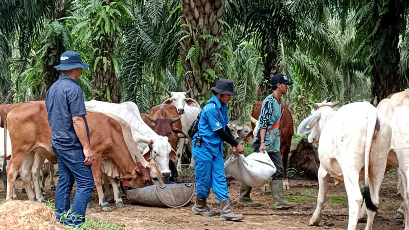 Ministry of Agriculture Maps 1.5 Million Hectares of Potential Land for Palm-Sapi Integration
