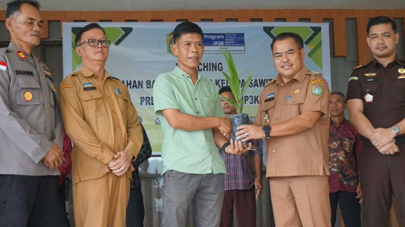 Sekadau Distributes 57,700 Oil Palm Seedlings to Smallholders Under IP3K Program