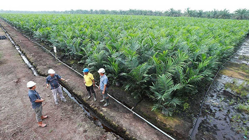 CSRA Accelerates Oil Palm Mechanization to Cut Harvest Losses and Improve Efficiency