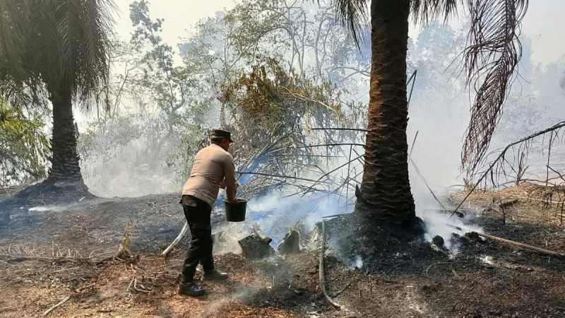 Peatland Fire Spreads to Smallholder Oil Palm Plantation in Indonesia's Lampung, Burning 50 Palms