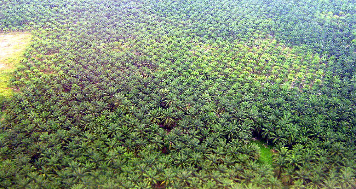 Agri Nusa Planted 800 Hectare of Palm Oil in Papua