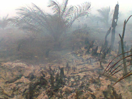 BNPB : 99% Fire in the Forest and Area are Caused by People