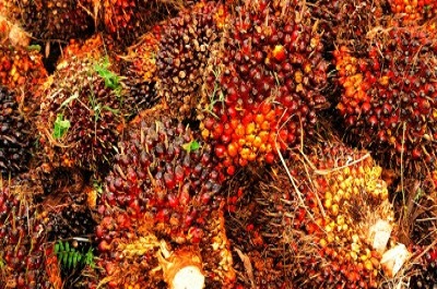 CPO Export Volume Increased to Bangladeh Dan Pakistan 