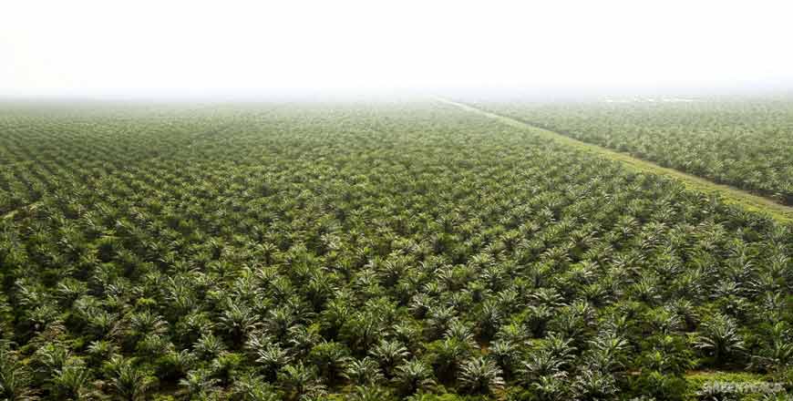 DSNG Plants New Palm oil in 3.499 Hectares