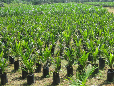 Fake Seeds Are Widespread, Plantation Agency of East Kalimantan Warns the Farmers