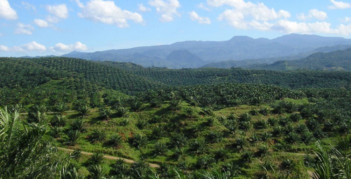 Fruit Productions of Sumbermas Increased