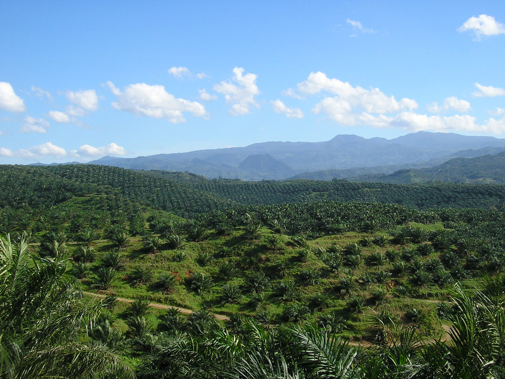 Legislative of South Sumatera Admired the Progress of Palm Oil in Riau