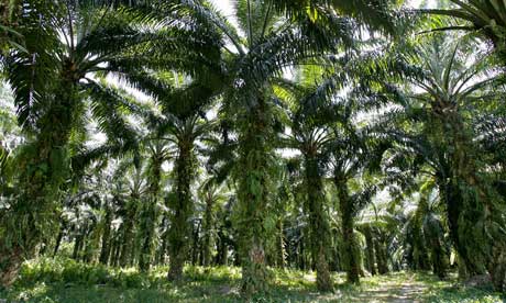 Palm oil Trees do not Harm the Productive area in Central Kalimantan
