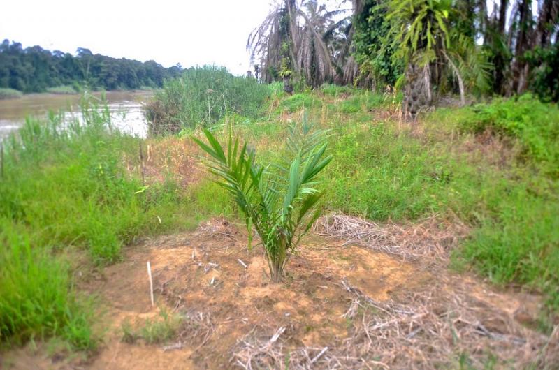 Rehabilitating 20 hectares of the Broken River