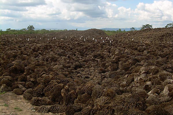 Sandabi Indah Lestari Implements Zero Waste 