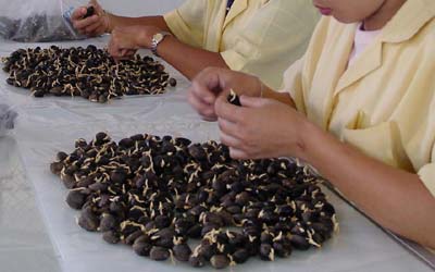 The Enlargement of Palm Oil Seeds Belonging to Astra Agro will be in 2018