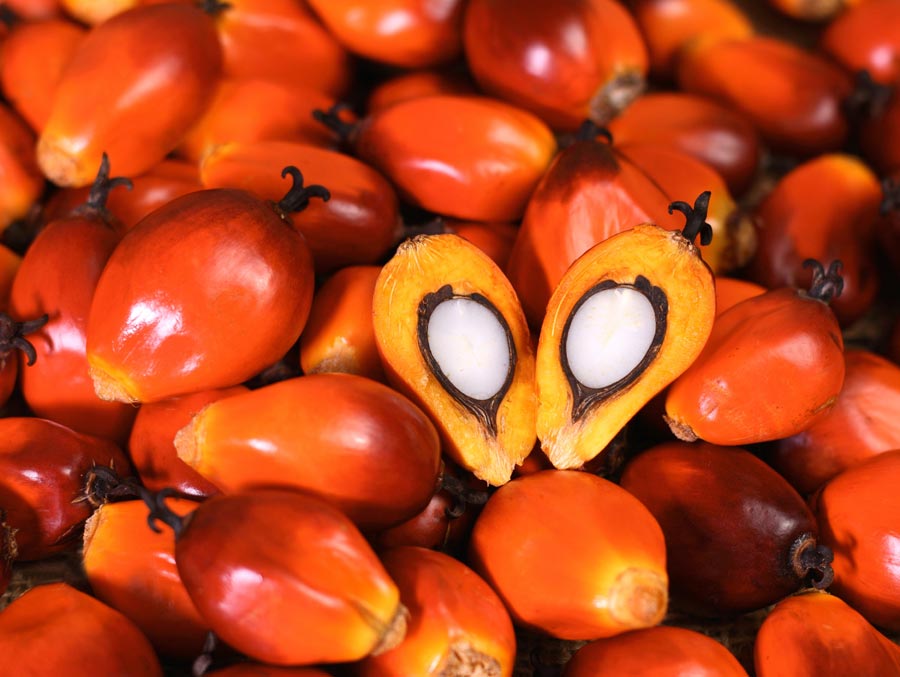 The New Government Should Evaluate the Price of Fruit. 