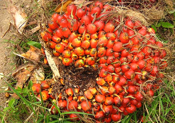 The Price of Fruit in Bengkulu                  