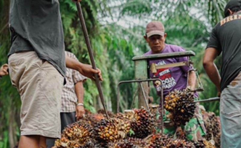 FFB in Riau on 28 September - 4 October 2022 Gets Better Rp 57,09/kg, Check Them out..