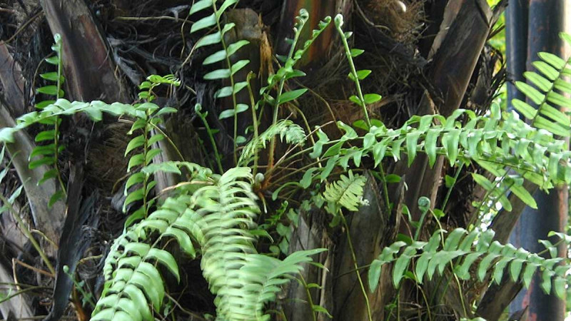 Warning: Don't Prune It, Nephrolepis biserrata Ferns Are Beneficial in Palm Oil Plantations