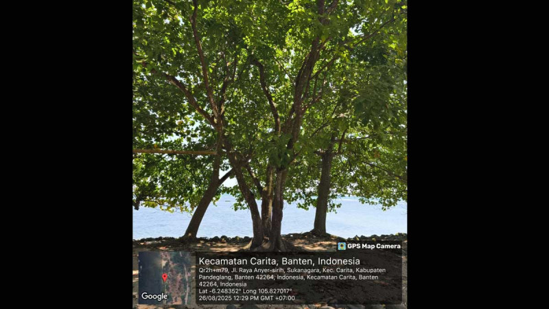 Pongamia, a Legume Tree, Becomes Hope for Global Clean Energy