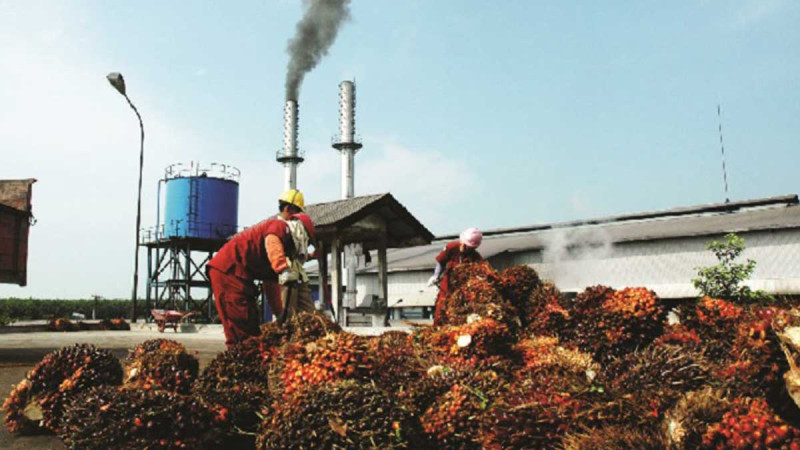 Riau's Plasma Palm Oil FFB Prices Decline Slightly for Mid-September