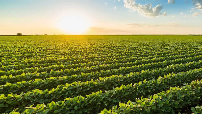 Chicago Soybean Prices Weaken, Market Under Pressure from Lack of Chinese Demand
