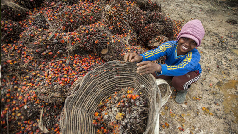 The Uncounted Hours: Women's Double Burden in Palm Oil Plantations