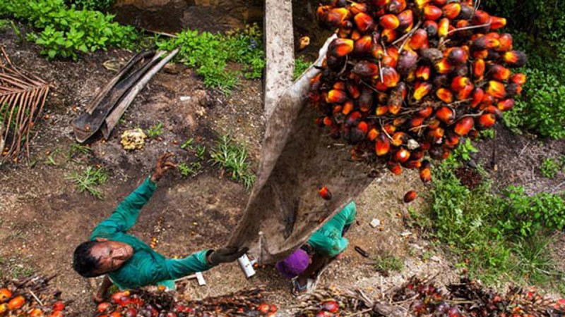 Central Kalimantan Palm Oil FFB Price Reaches Rp3,766.73/kg for 10–20-Year-Old Plasma Plantations