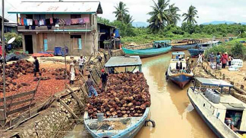 Indonesia Tightens Palm Oil Governance, TBS Pricing Oversight