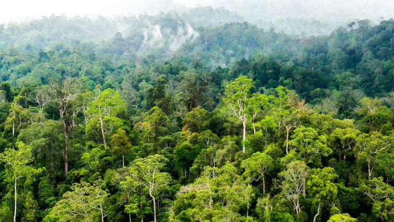 Sawit Watch Questions 20-Year Requirement in Forest Community Protection Circular
